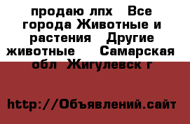 продаю лпх - Все города Животные и растения » Другие животные   . Самарская обл.,Жигулевск г.